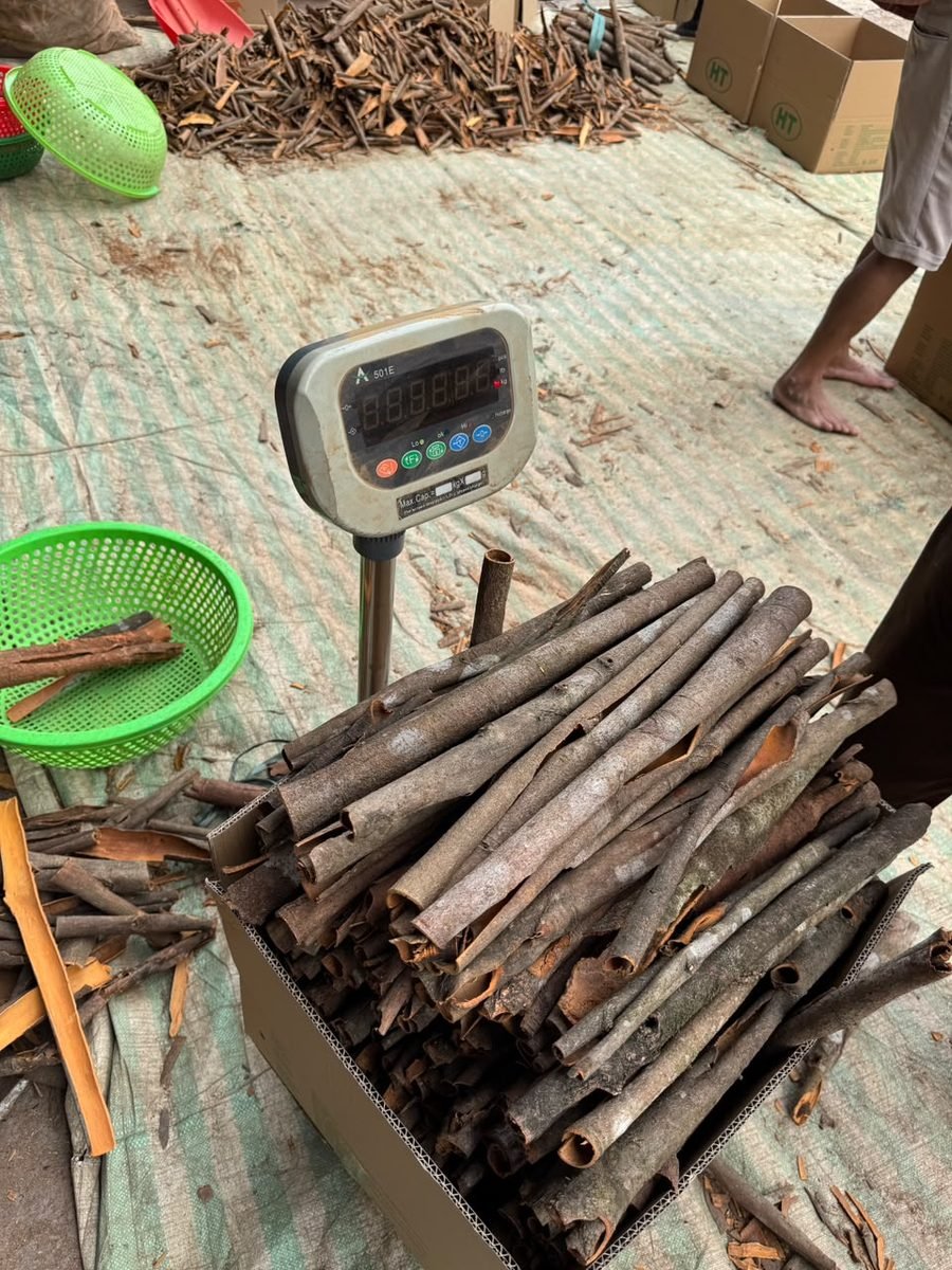 Cinnamon Casia